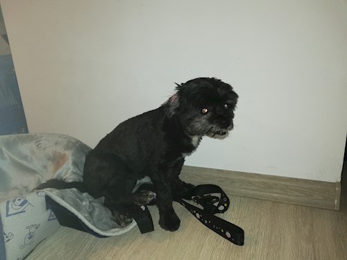 Diana- petsitter Domnești or Pet nanny for dogs cats