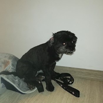 thumbnail petsitter Domnești or pet nanny for dogs cats