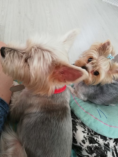 Diana- petsitter Domnești or Pet nanny for dogs cats