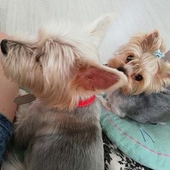 thumbnail petsitter Domnești or pet nanny for dogs cats