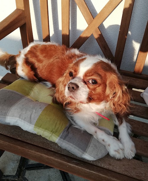 Diana- petsitter Domnești or Pet nanny for dogs cats