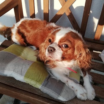 thumbnail petsitter Domnești or pet nanny for dogs cats