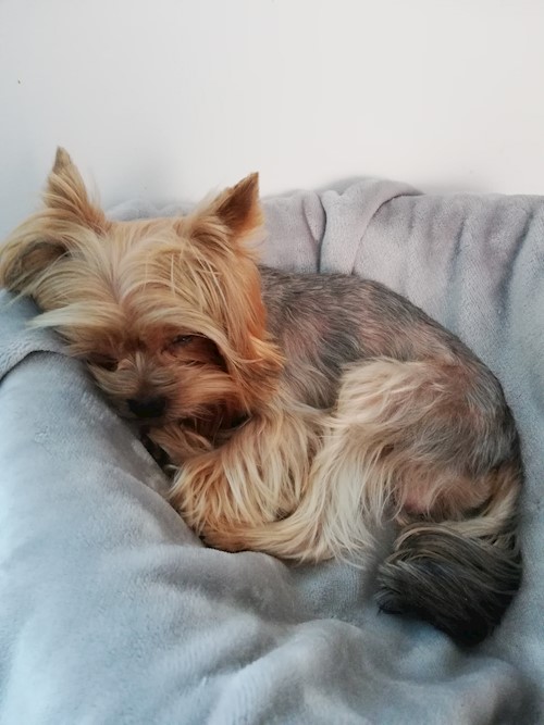 Diana- petsitter Domnești or Pet nanny for dogs cats