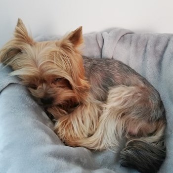 thumbnail petsitter Domnești or pet nanny for dogs cats