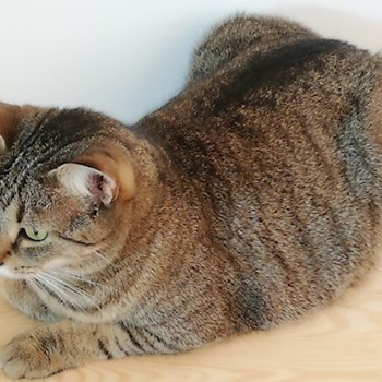 thumbnail petsitter Domnești or pet nanny for dogs cats