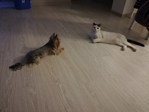 Diana- petsitter Domnești or Pet nanny for dogs cats