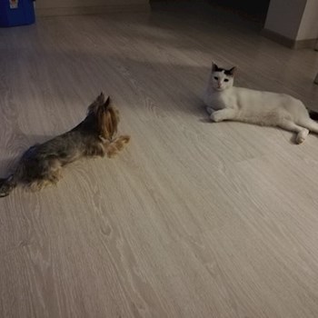thumbnail petsitter Domnești or pet nanny for dogs cats