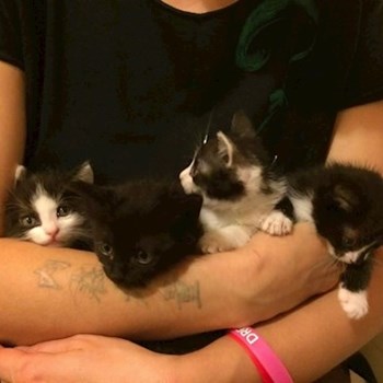 thumbnail petsitter Otopeni or pet nanny for dogs cats