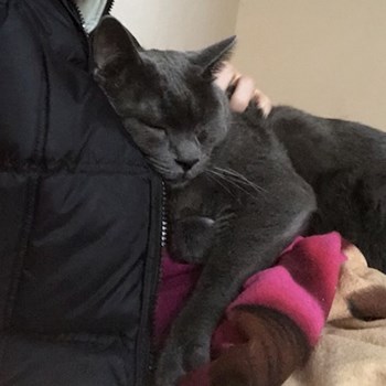 thumbnail petsitter Otopeni or pet nanny for dogs cats