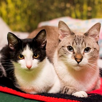 thumbnail petsitter Cluj-Napoca or pet nanny for cats