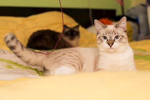 Teodora- petsitter Cluj-Napoca or Pet nanny for cats 