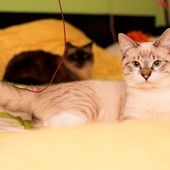 thumbnail petsitter Cluj-Napoca or pet nanny for cats