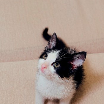 thumbnail petsitter Cluj-Napoca or pet nanny for cats