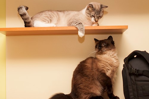 Teodora- petsitter Cluj-Napoca or Pet nanny for cats