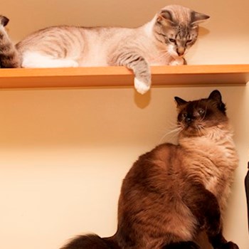 thumbnail petsitter Cluj-Napoca or pet nanny for cats