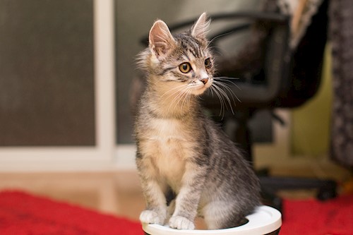 Teodora- petsitter Cluj-Napoca or Pet nanny for cats