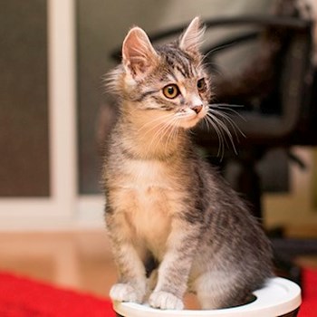 thumbnail petsitter Cluj-Napoca or pet nanny for cats