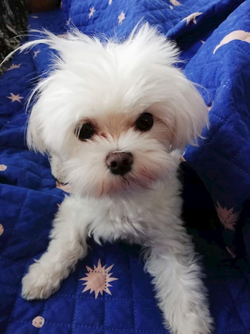 Diana- petsitter Domnești or Pet nanny for dogs cats