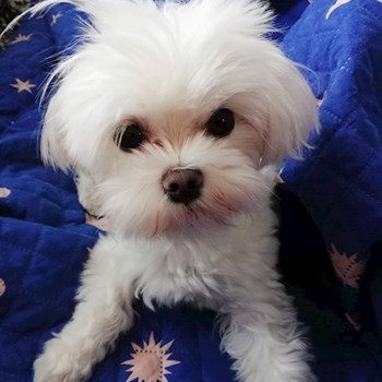 thumbnail petsitter Domnești or pet nanny for dogs cats