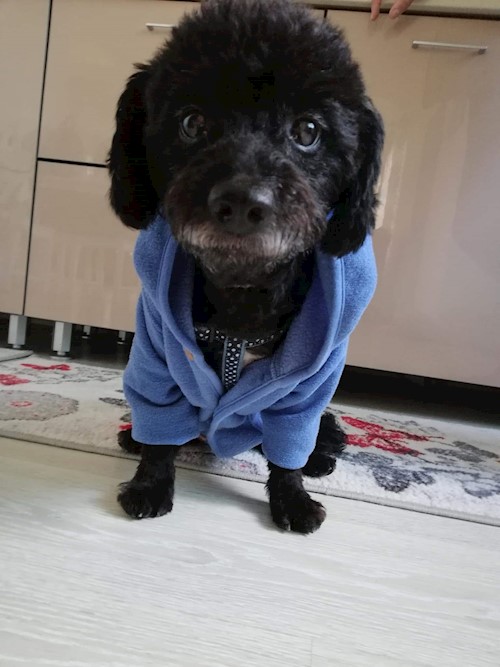 Diana- petsitter Domnești or Pet nanny for dogs cats