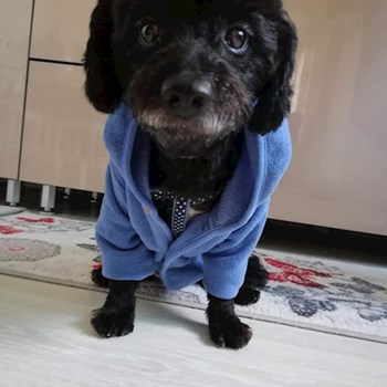 thumbnail petsitter Domnești or pet nanny for dogs cats