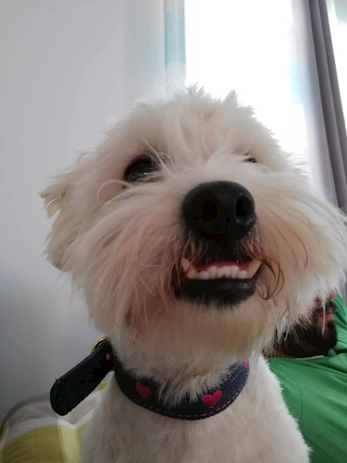 Diana- petsitter Domnești or Pet nanny for dogs cats
