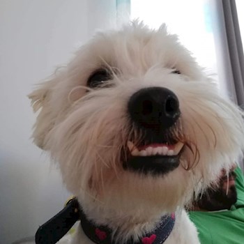 thumbnail petsitter Domnești or pet nanny for dogs cats