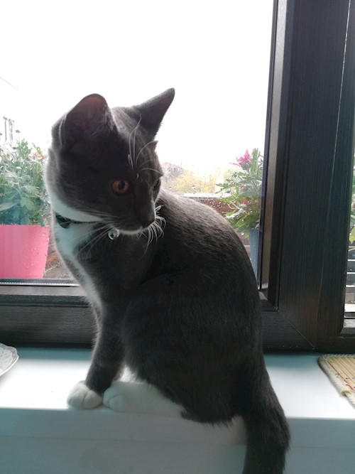Diana- petsitter Domnești or Pet nanny for dogs cats