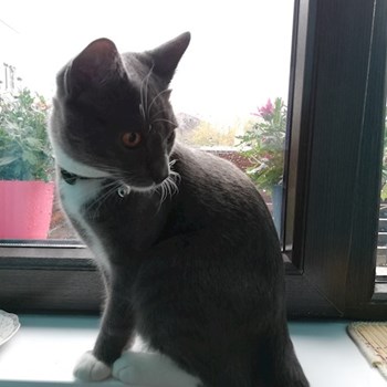 thumbnail petsitter Domnești or pet nanny for dogs cats