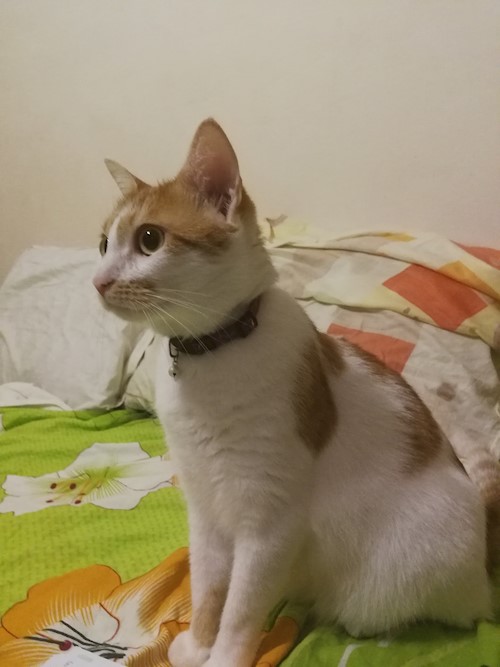 Daniela- petsitter Cluj-Napoca sau Bonă pentru animale pentru câini pisici