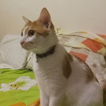 thumbnail petsitter Cluj-Napoca sau bonă pentru animale pentru câini pisici