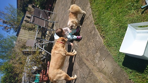 Alina- petsitter Timișoara sau Bonă pentru animale pentru câini