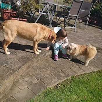 thumbnail petsitter Timișoara sau bonă pentru animale pentru câini