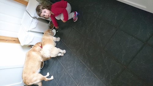 Alina- petsitter Timișoara sau Bonă pentru animale pentru câini