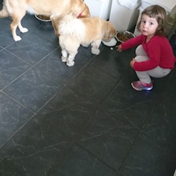  thumbnail petsitter Moșnița Nouă or pet nanny for dogs 