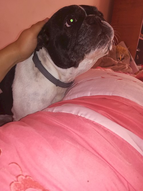 Andrada- petsitter Cluj-Napoca vagy Állat szitter a kutyák cicák