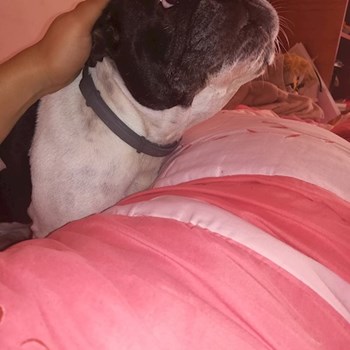 thumbnail petsitter Cluj-Napoca vagy Állat szitter a kutyák cicák