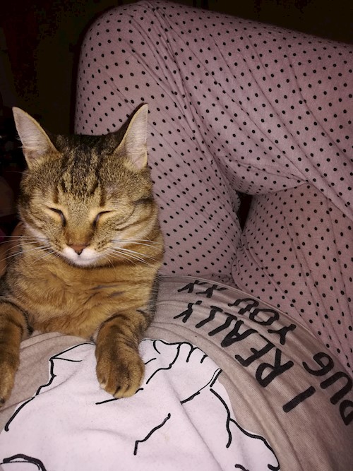 Andrada- petsitter Cluj-Napoca vagy Állat szitter a kutyák cicák