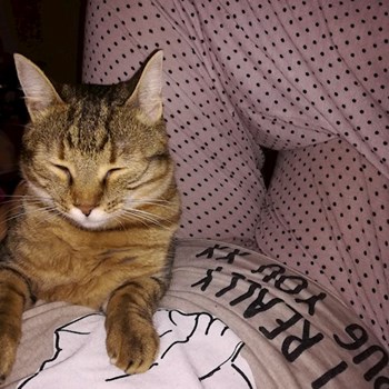 thumbnail petsitter Cluj-Napoca vagy Állat szitter a kutyák cicák