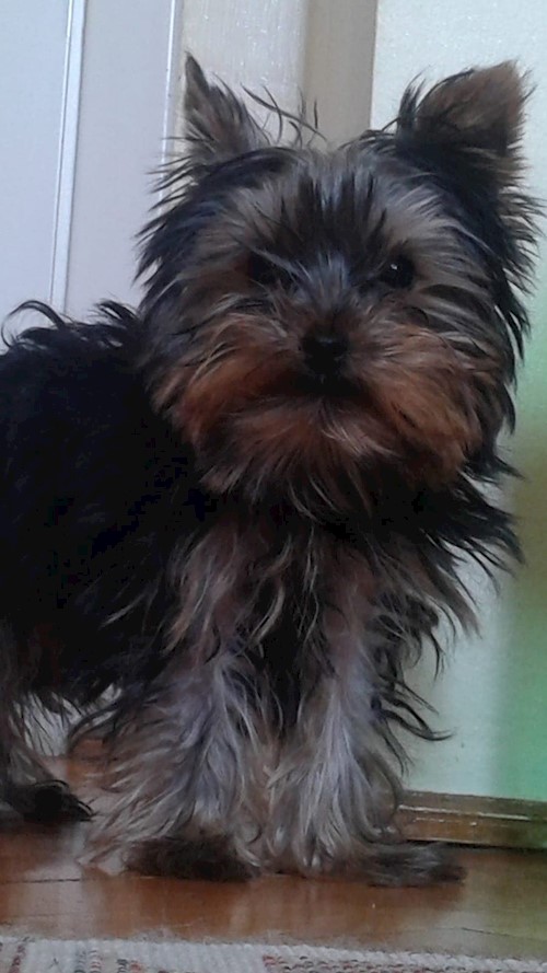 Andrada- petsitter Cluj-Napoca vagy Állat szitter a kutyák cicák