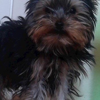 thumbnail petsitter Cluj-Napoca vagy Állat szitter a kutyák cicák