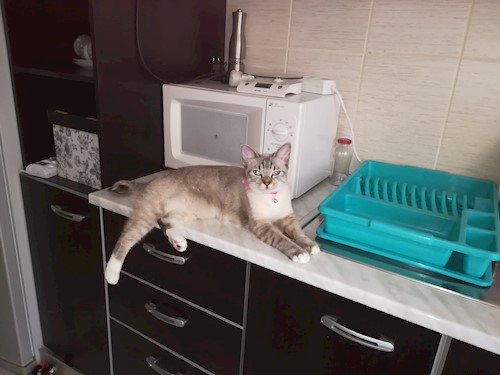 Andrada- petsitter Cluj-Napoca vagy Állat szitter a kutyák cicák