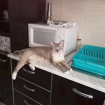 thumbnail petsitter Cluj-Napoca vagy Állat szitter a kutyák cicák