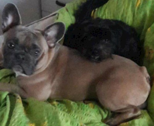 Florina- petsitter Târgu Mureș or Pet nanny for dogs cats