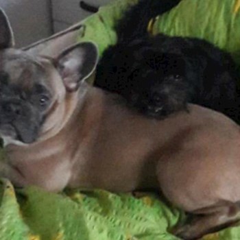 thumbnail petsitter Târgu Mureș or pet nanny for dogs cats