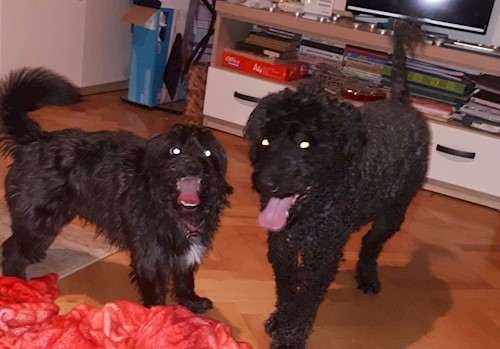 Florina- petsitter Târgu Mureș or Pet nanny for dogs cats