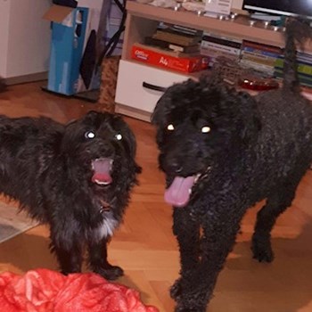 thumbnail petsitter Târgu Mureș or pet nanny for dogs cats