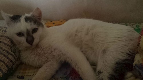 Florina- petsitter Târgu Mureș or Pet nanny for dogs cats