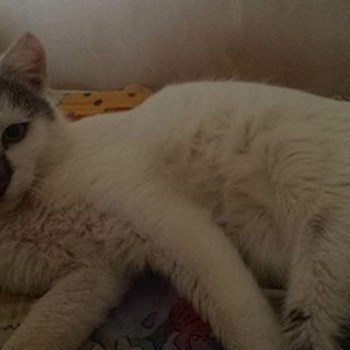 thumbnail petsitter Târgu Mureș or pet nanny for dogs cats