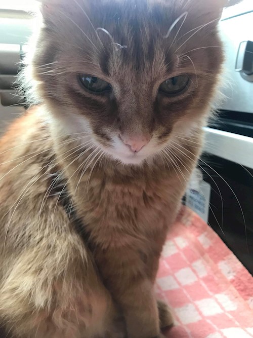 Florina- petsitter Târgu Mureș or Pet nanny for dogs cats